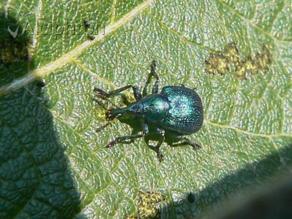 Byctiscus betulae
