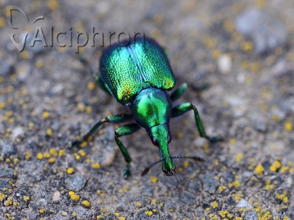 Byctiscus betulae