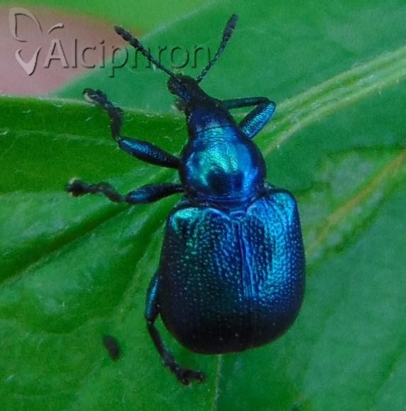 Byctiscus betulae