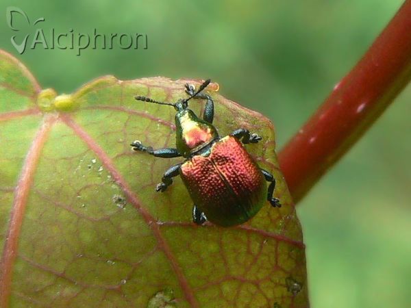 Byctiscus populi
