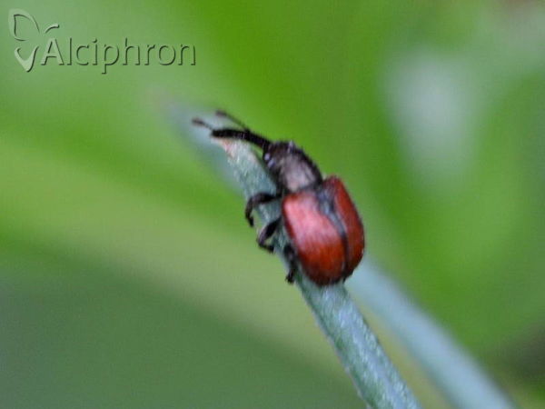 Tatianaerhynchites aequatus