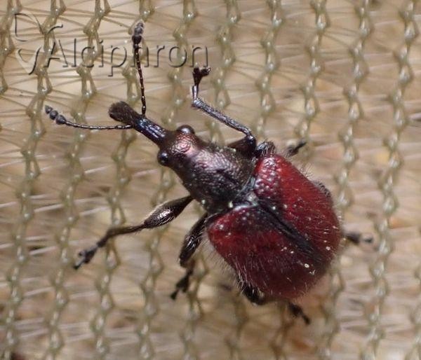 Tatianaerhynchites aequatus