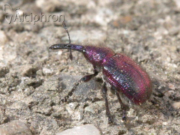Rhynchites auratus