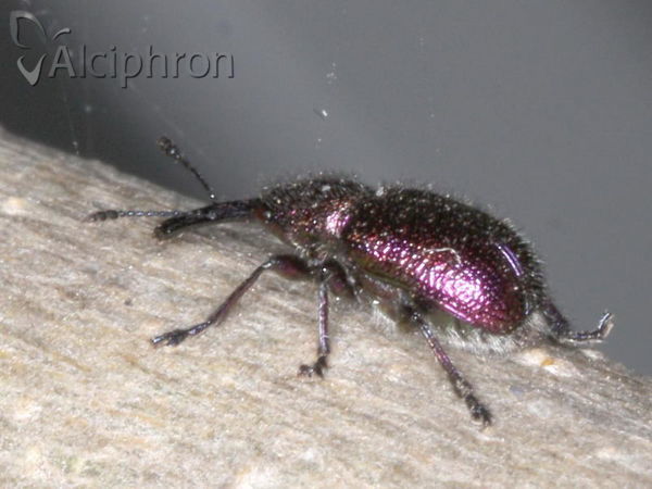 Rhynchites auratus
