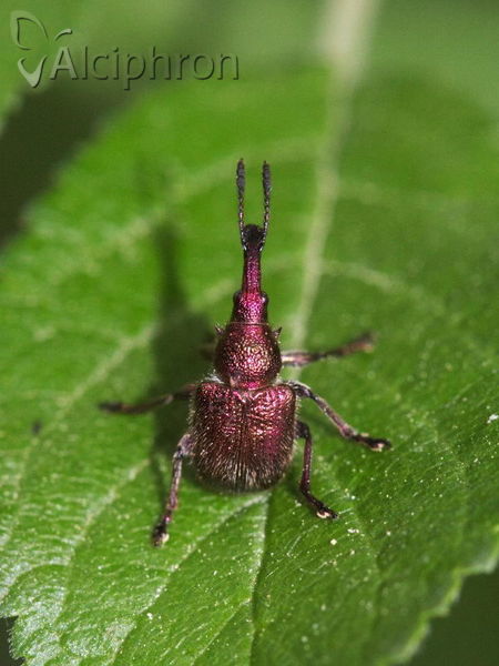 Rhynchites auratus