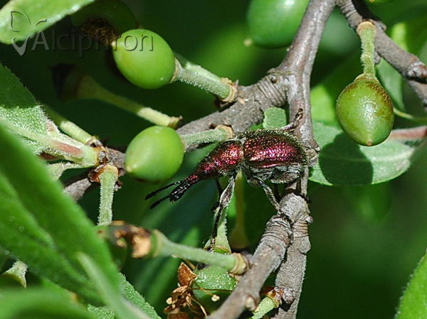 Rhynchites auratus