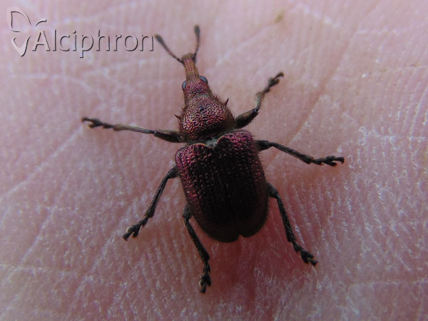 Rhynchites auratus