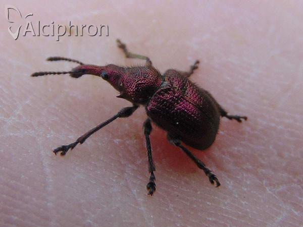 Rhynchites auratus