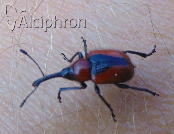Mecorhis ungarica