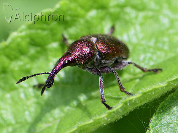 Involvulus cupreus