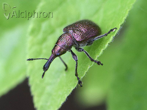Involvulus cupreus
