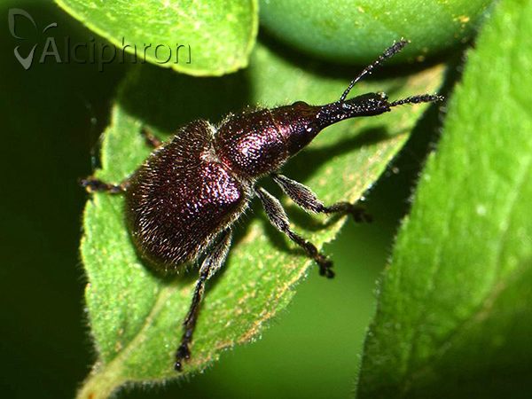 Involvulus cupreus