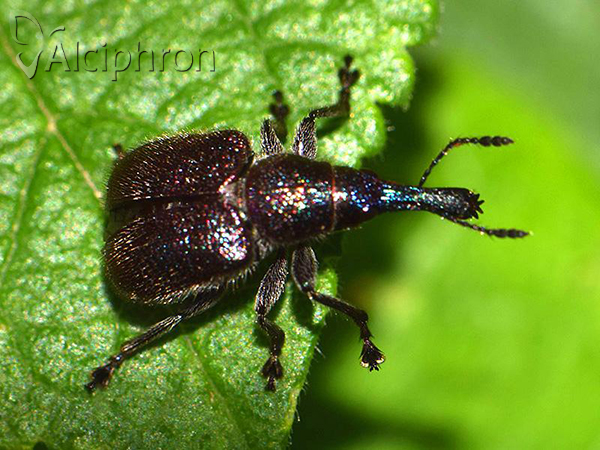 Involvulus cupreus