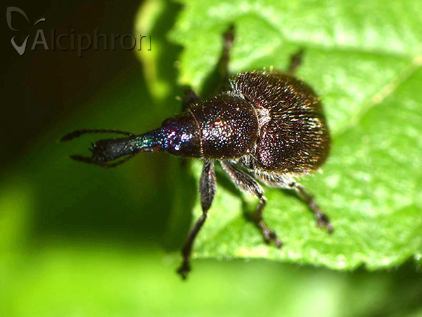Involvulus cupreus