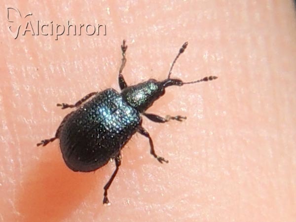 Haplorhynchites caeruleus