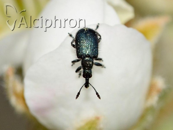 Haplorhynchites caeruleus