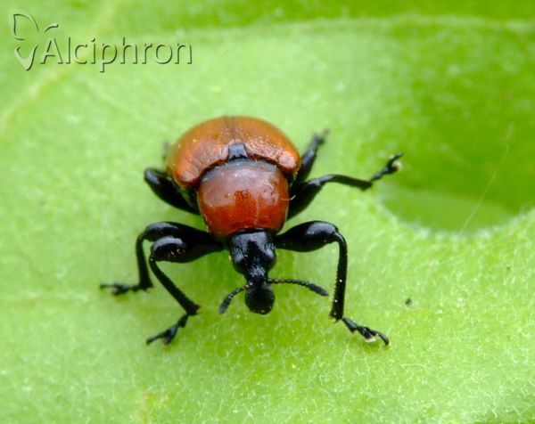 Attelabus nitens