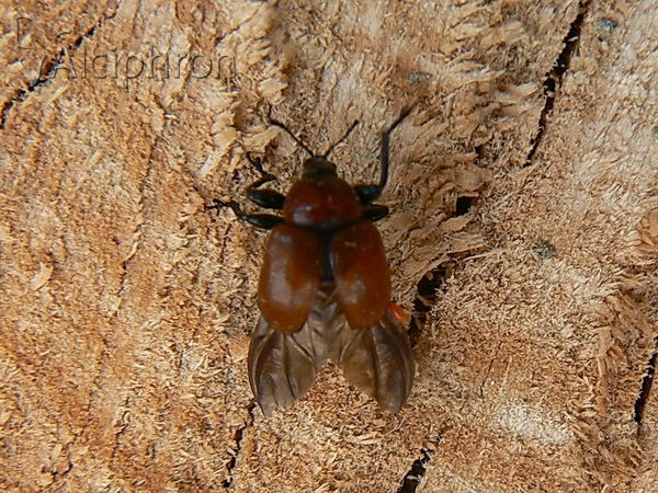 Attelabus nitens