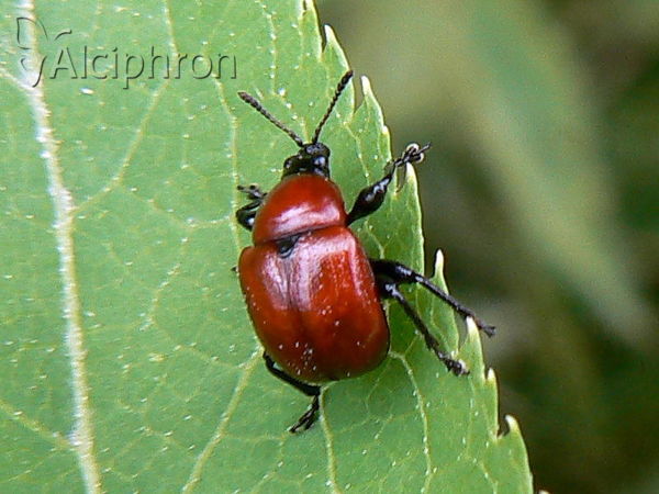 Attelabus nitens