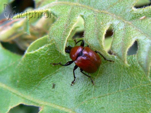 Attelabus nitens