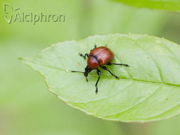 Attelabus nitens