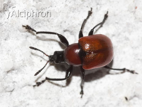 Attelabus nitens
