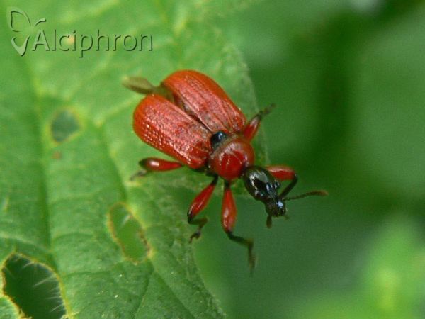 Apoderus coryli