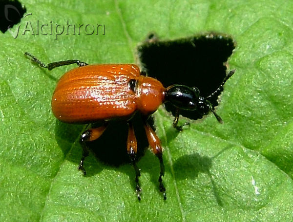 Apoderus coryli