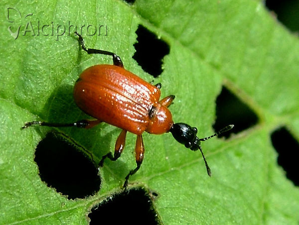 Apoderus coryli