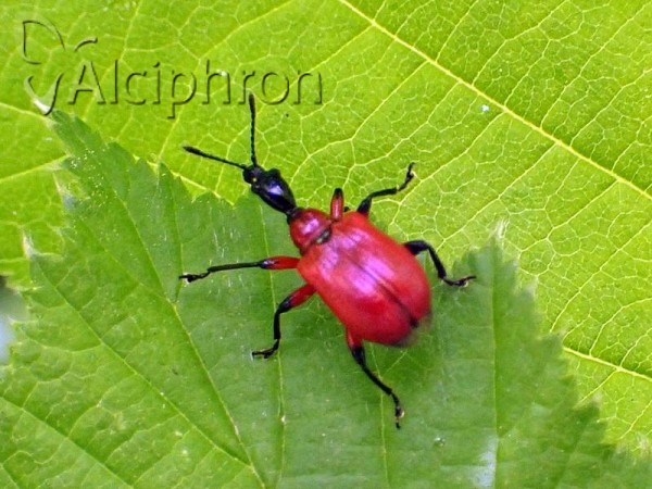 Apoderus coryli