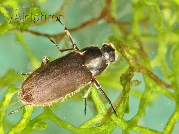 Dryops auriculatus