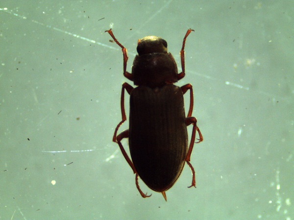 Pomatinus substriatus