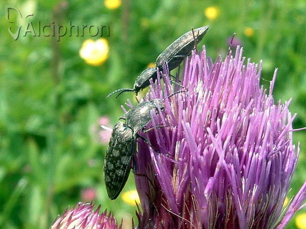 Actenicerus siaelandicus