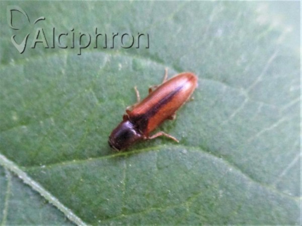 Adrastus rachifer