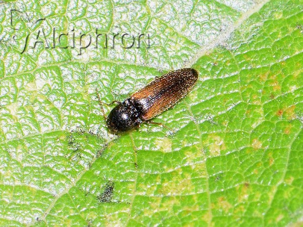 Adrastus rachifer
