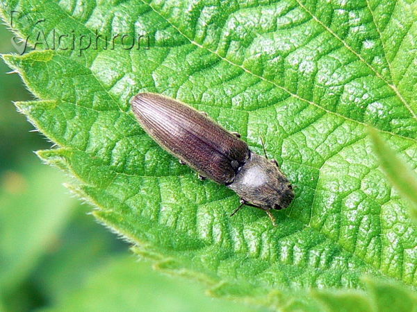 Agriotes obscurus