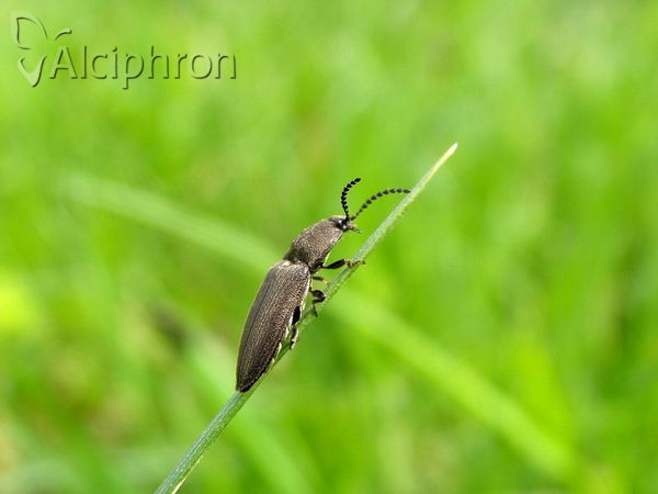 Agriotes obscurus