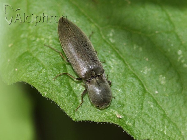 Agriotes pilosellus