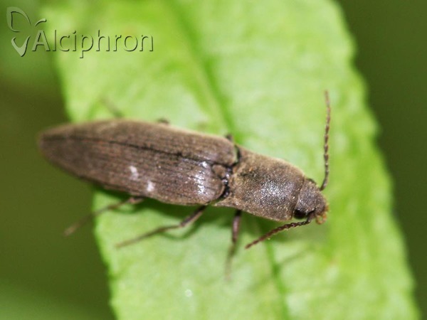 Agriotes pilosellus