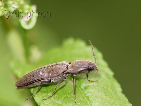 Agriotes pilosellus