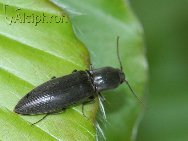 Agriotes pilosellus