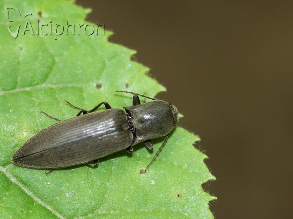 Agriotes pilosellus