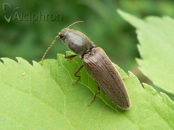 Agriotes sputator