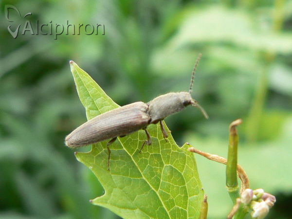 Agriotes sputator