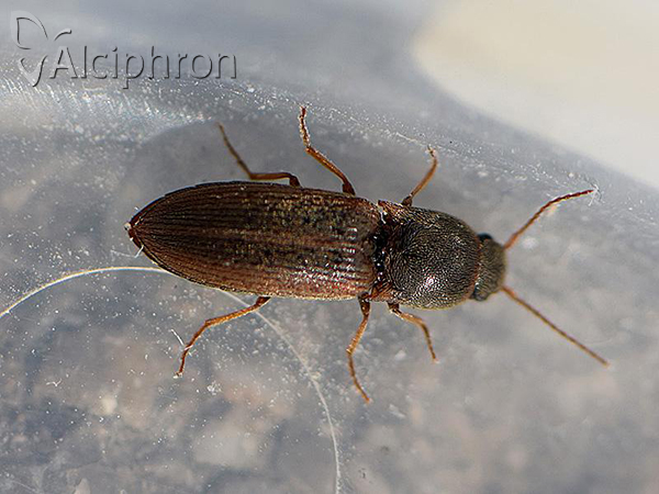 Agriotes sputator