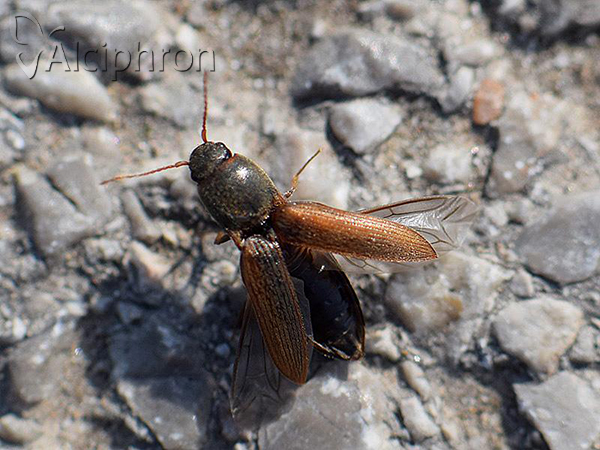 Agriotes sputator