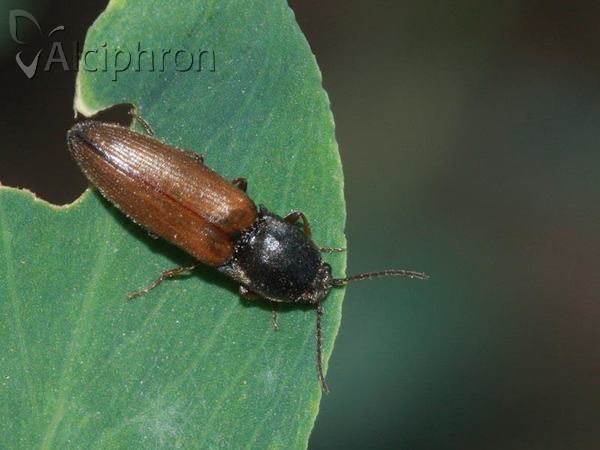 Agriotes ustulatus