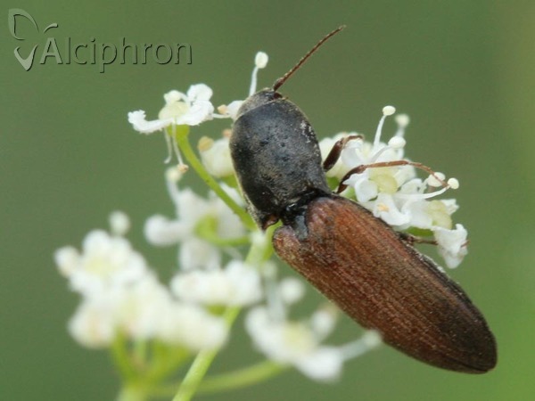 Agriotes ustulatus