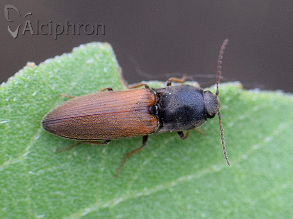 Agriotes ustulatus