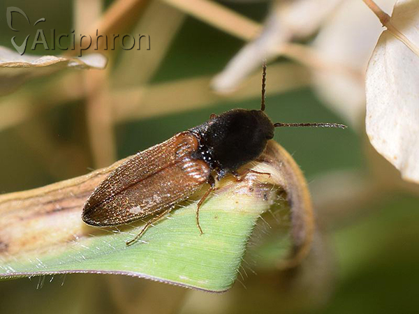 Agriotes ustulatus